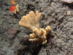 Axinella damicornis