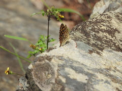 Dodona durga