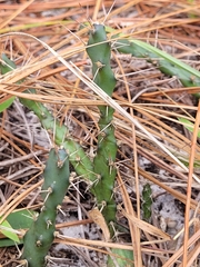Opuntia drummondii