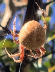 Araneus