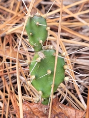 Opuntia drummondii
