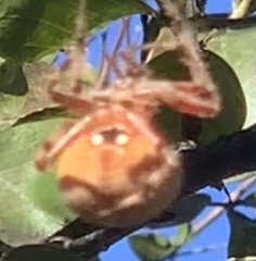Araneus