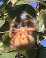 Araneus