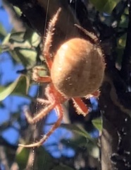 Araneus