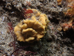 Axinella damicornis