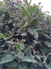 Varronia cylindrostachya