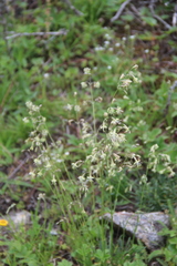 Silene saxatilis
