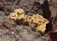 Axinella damicornis