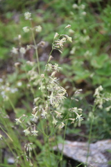 Silene saxatilis