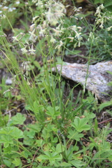 Silene saxatilis