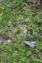 Silene saxatilis
