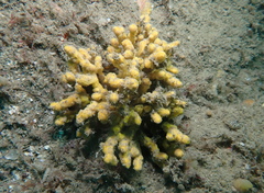 Axinella verrucosa
