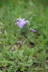 Campanula sarmatica