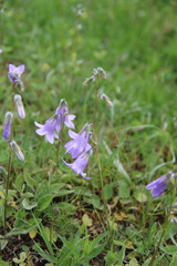 Campanula sarmatica