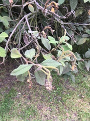 Varronia cylindrostachya