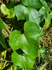 Ipomoea alba image
