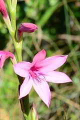 Watsonia rogersii