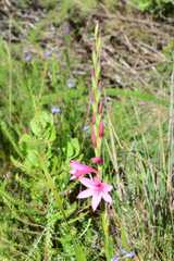 Watsonia rogersii