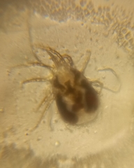 Dermanyssus gallinae