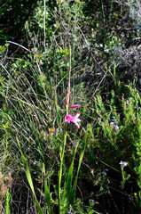 Watsonia rogersii