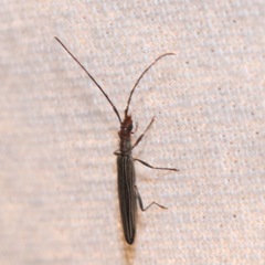 Coleoptera