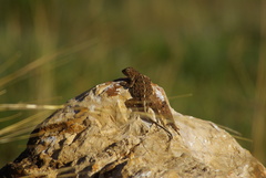 Agama aculeata distanti