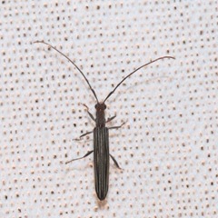 Coleoptera