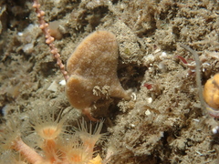 Axinella flustra