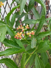 Cissus palmata