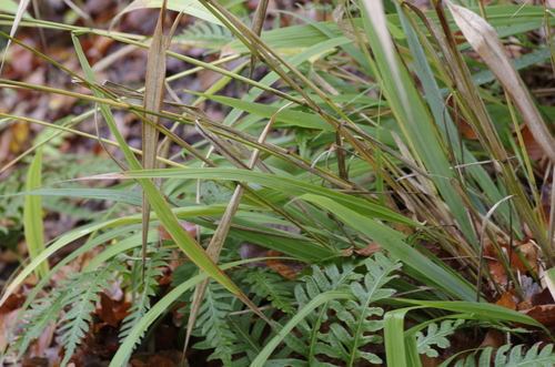 Phaenosperma globosum iNat (2)