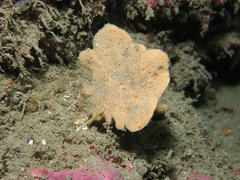 Axinella flustra