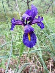 Iris boissieri