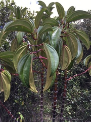 Meriania nobilis