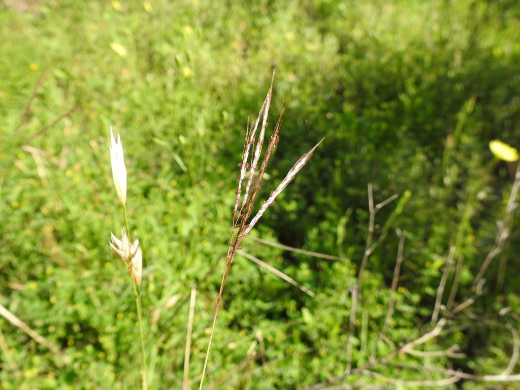 King Ranch bluestem from Bastrop County, TX, USA on April 28, 2018 at ...