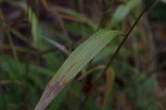 Phaenosperma globosum