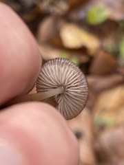 Mycena atkinsoniana