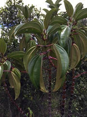 Meriania nobilis