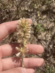 Pterocaulon virgatum