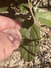 Pterocaulon virgatum