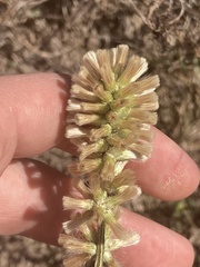 Pterocaulon virgatum