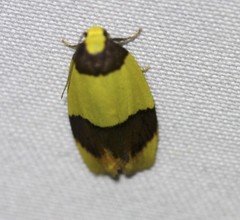 Heterallactis euchrysa