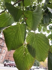 Tilia