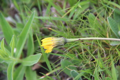 Leontodon caucasicus