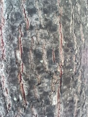 Tilia