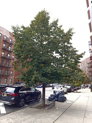 Tilia