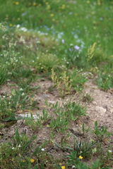 Rumex acetosella acetoselloides