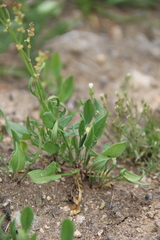Rumex acetosella acetoselloides