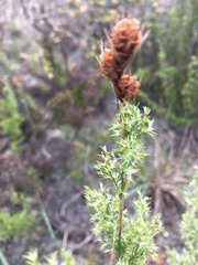 Thamnochortus fruticosus