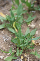 Rumex acetosella acetoselloides