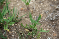 Rumex acetosella acetoselloides